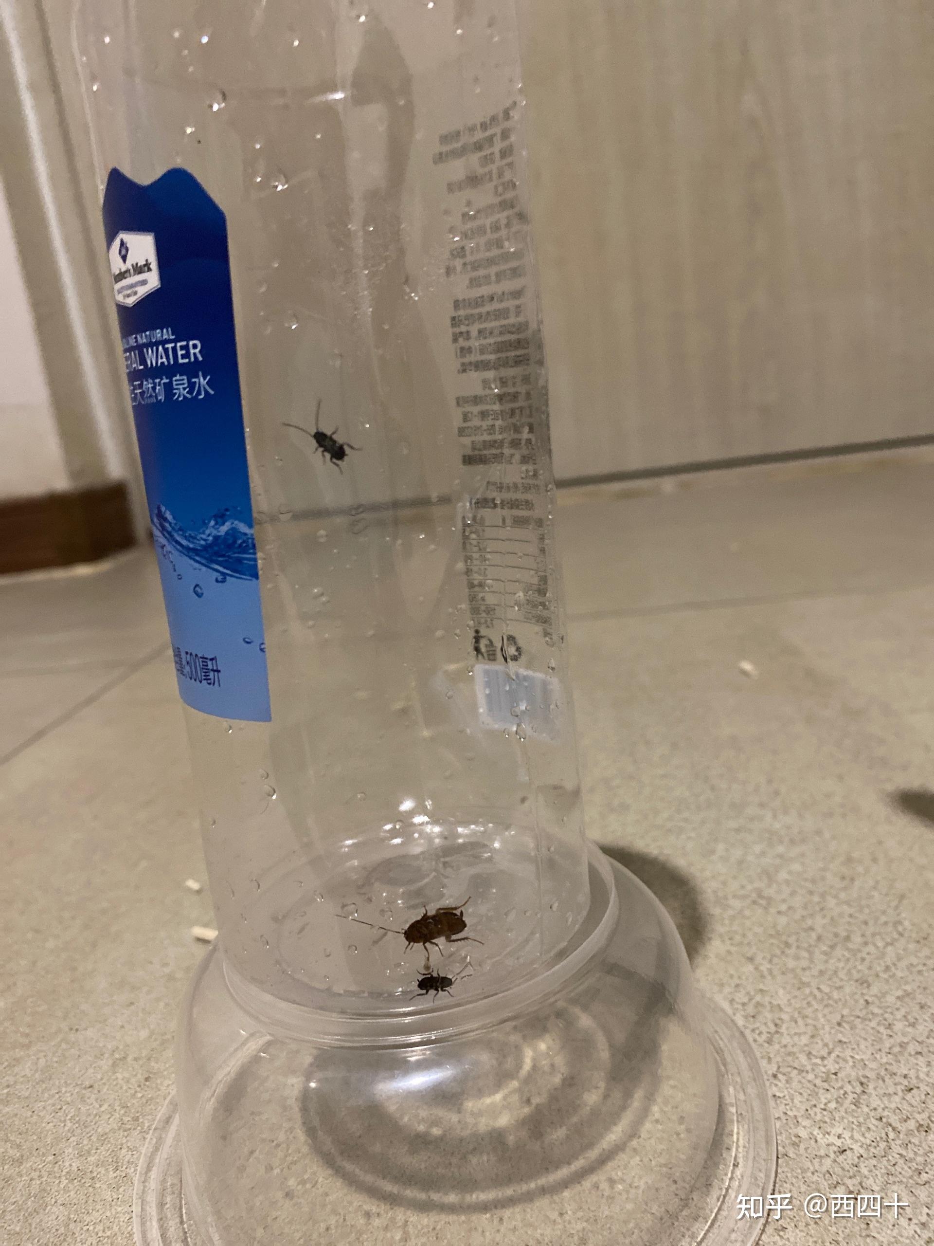 如何面南方会飞的蟑螂? - 知乎