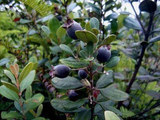 山稔熟时 - 知乎