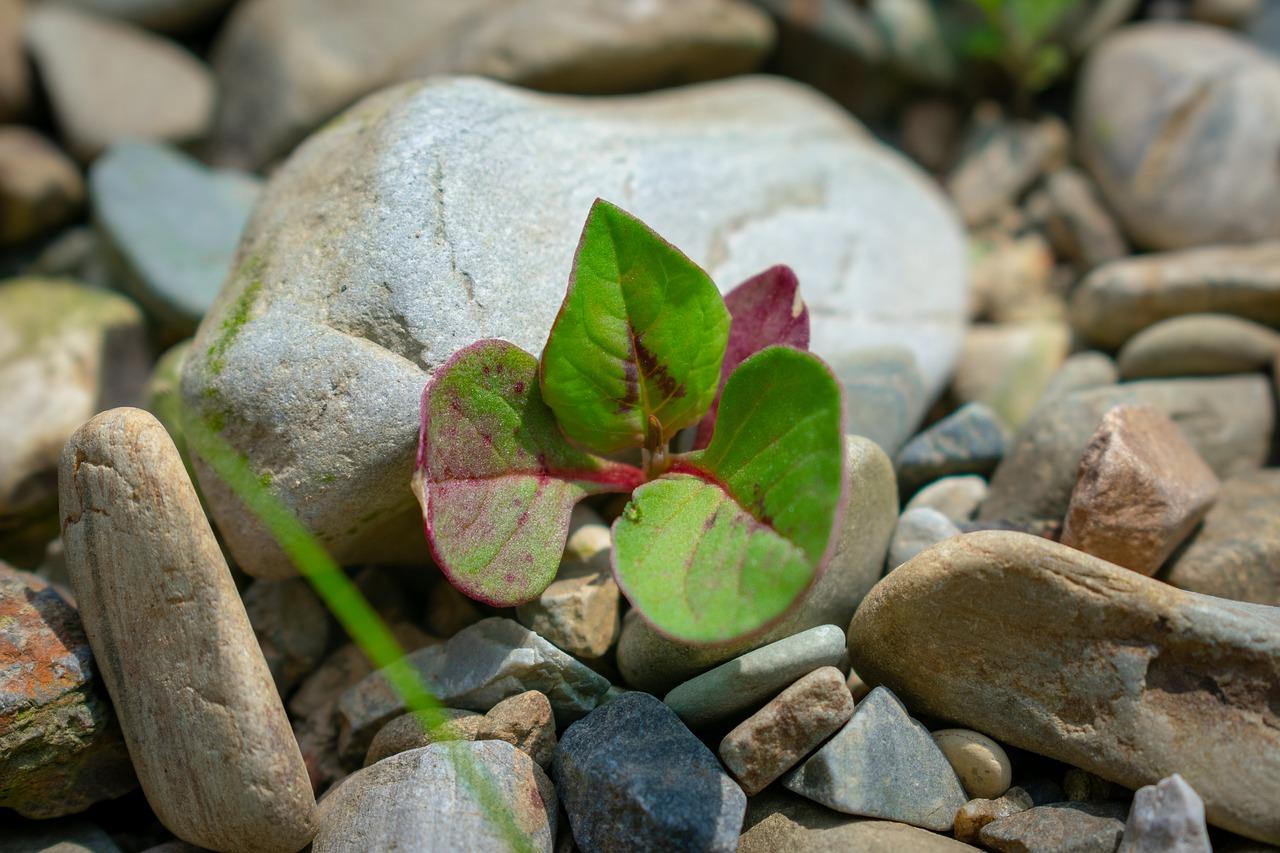 4. 光照影响分析