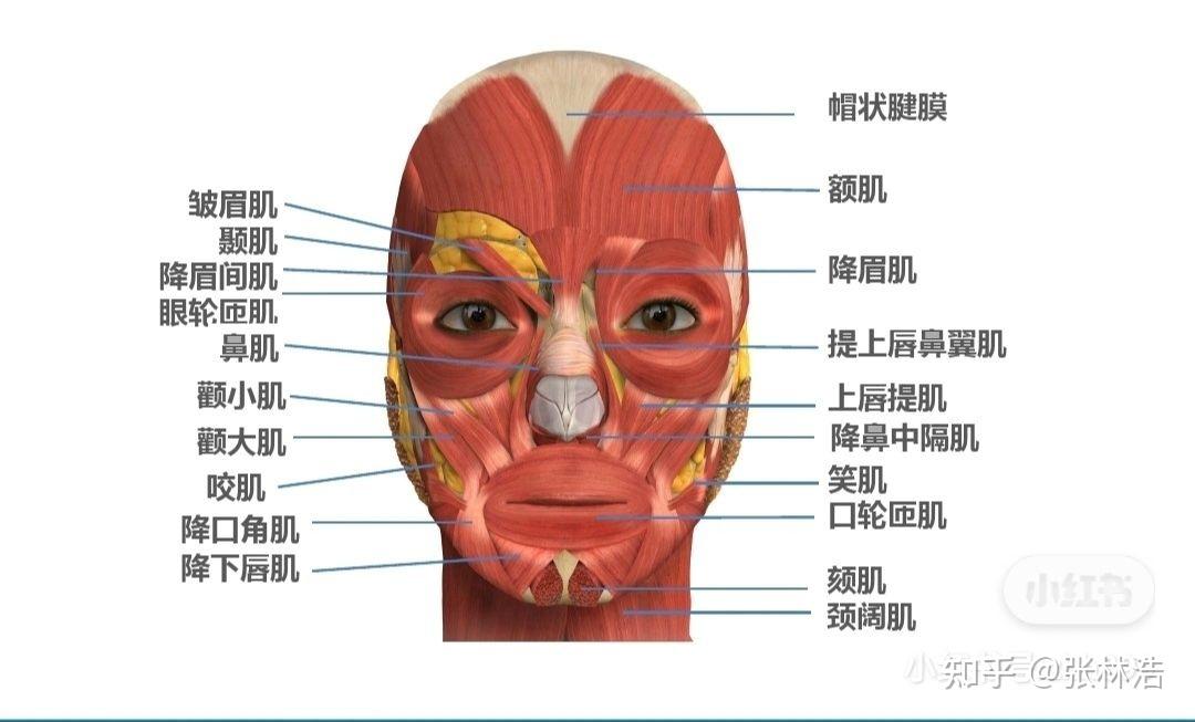 網紅小冉整形死亡出現容貌焦慮的時候你一般怎麼做