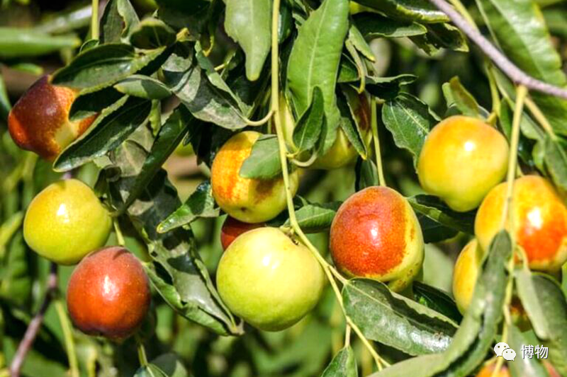 滇刺枣不过理枣仁毕竟也是枣仁,也得一粒一粒往外抠,还是有一定成本的