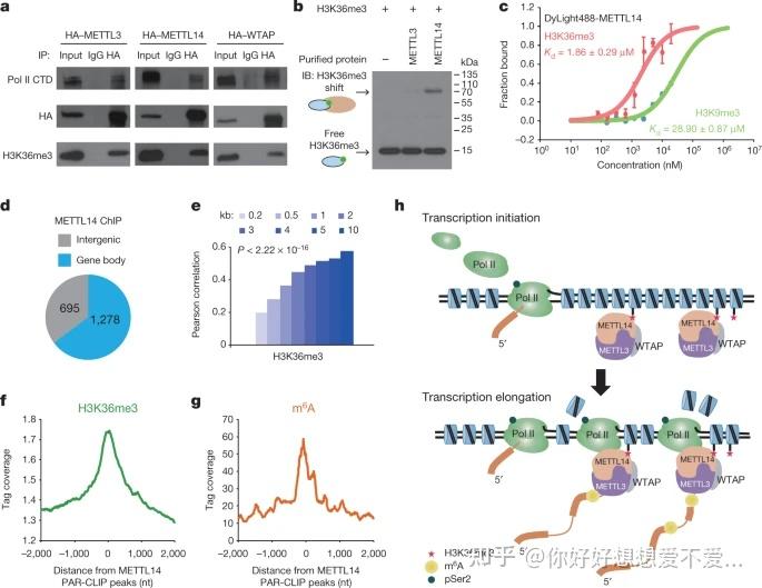 干饭15——Histone H3 Trimethylation At Lysine 36 Guides M6A RNA ...