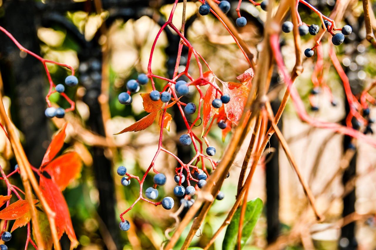落叶轻舞的街头