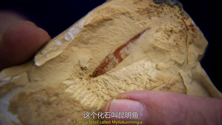 以目前的水平,可以确定鱼类出现得比开花植物更早吗? 4 v2 dfe4bbc8364dd11935bcfe56b00c903e 720w