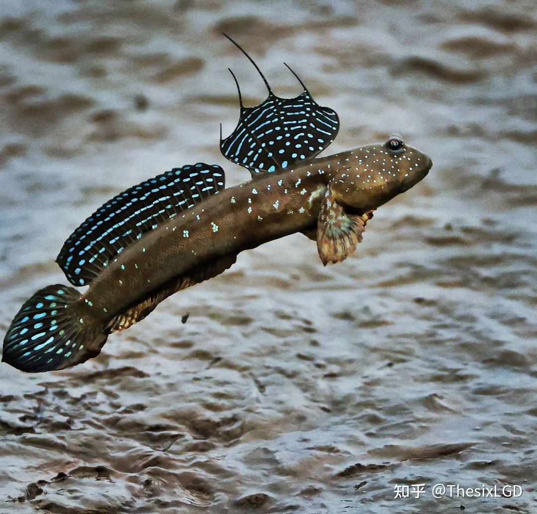 淤泥裡面有兩條前腿的魚是什麼? - 知乎