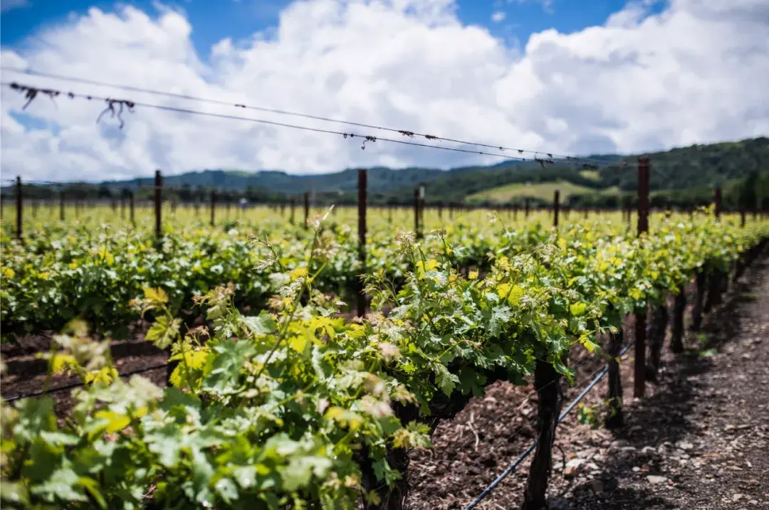 美酒鉴赏纳帕赛鹰美国葡萄酒标杆品牌