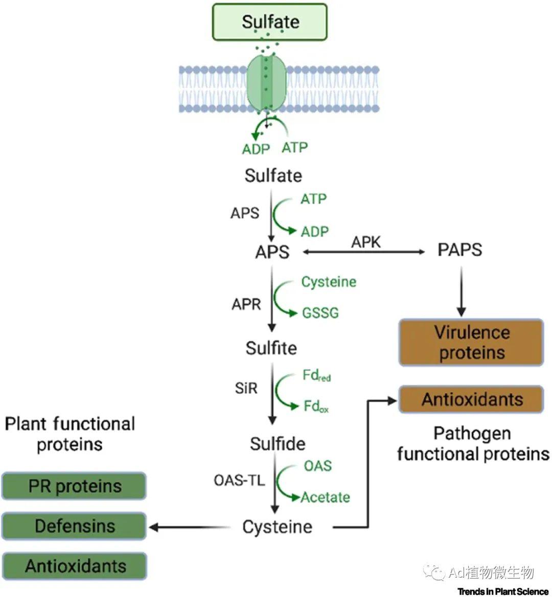 Trends in Plant Science | 引发植物和病原体之间的硫战争! - 知乎