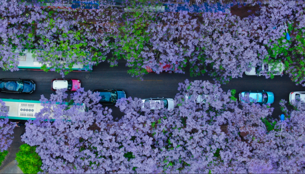 昆明五月旅游攻略 蓝楹花编制的紫色梦境 让昆明美成了童话世界 花期半个月 错过在等一年 知乎