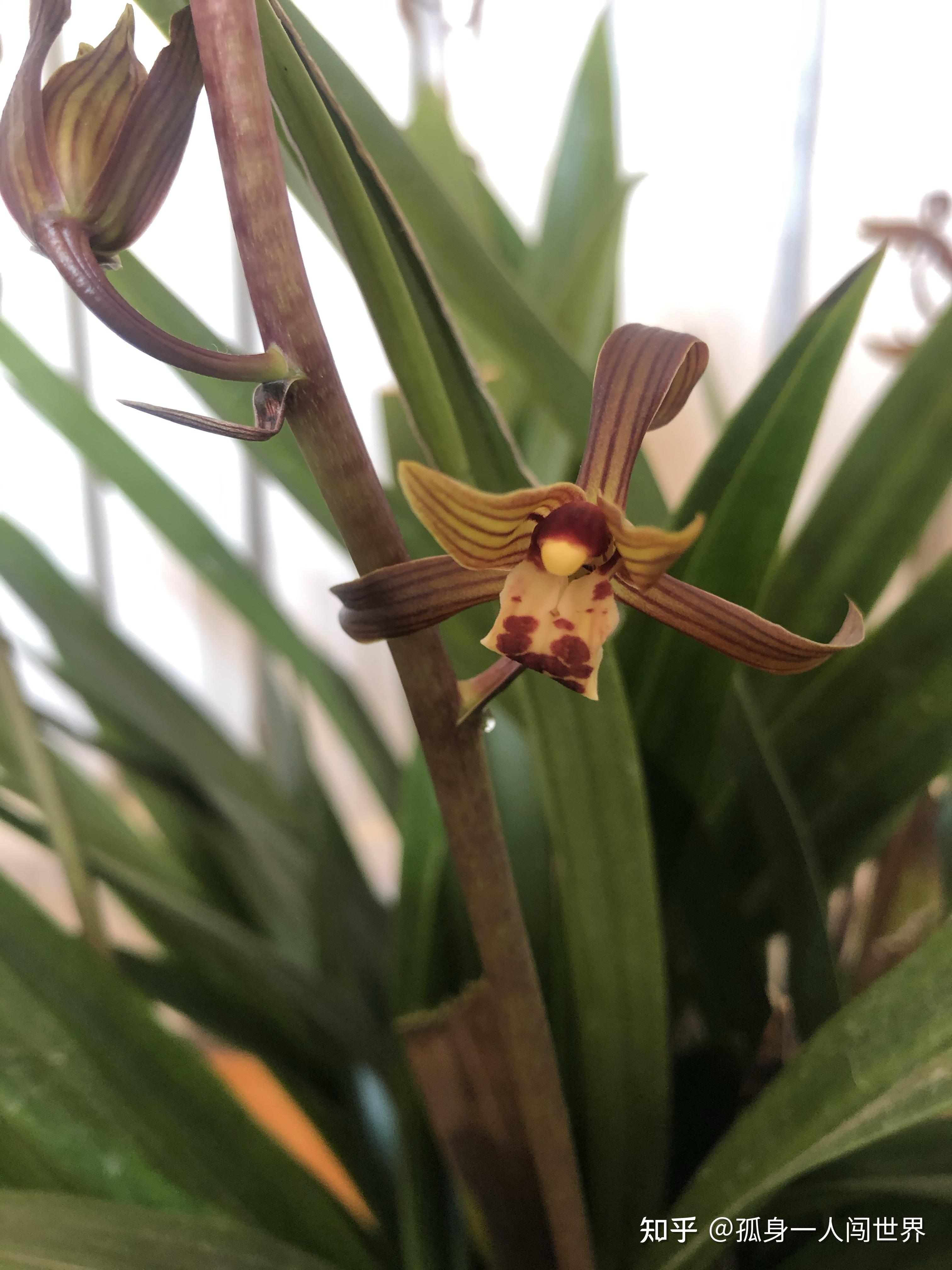 墨兰企黑开品欣赏