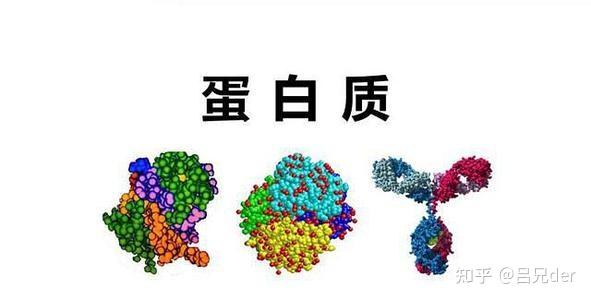 先聊一下蛋白质所起到的作用蛋白质,是我们人体的重要组成成分之一,他