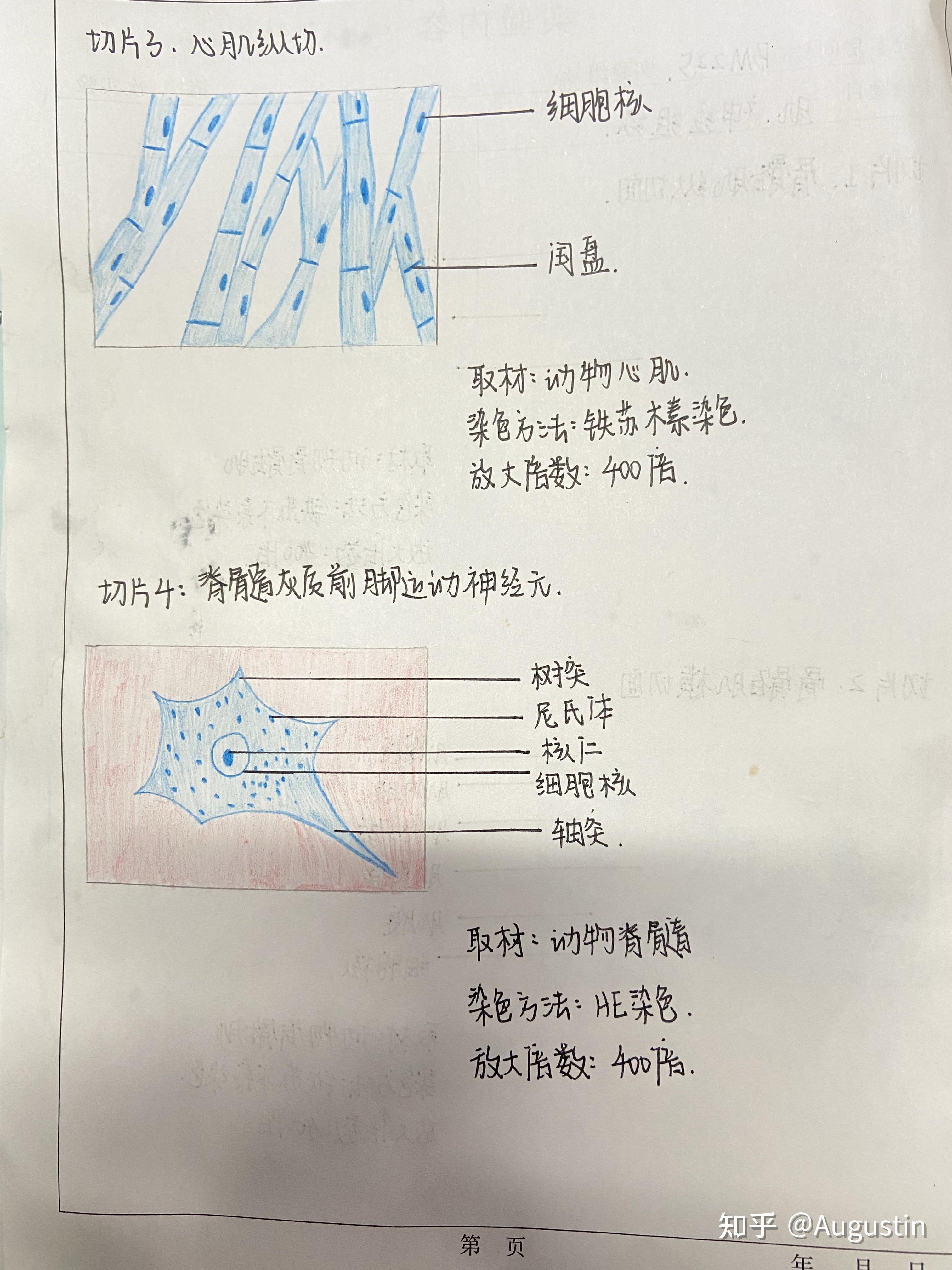 骨骼肌实验报告手绘图图片