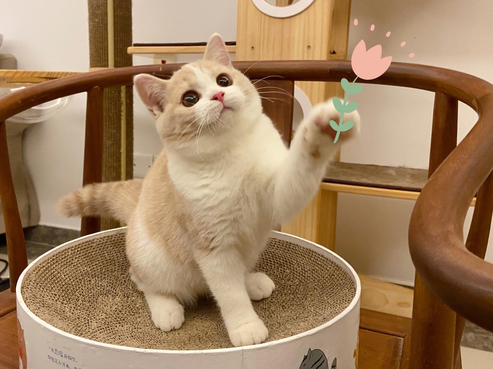 如何挑选高品质的英短乳白猫猫?