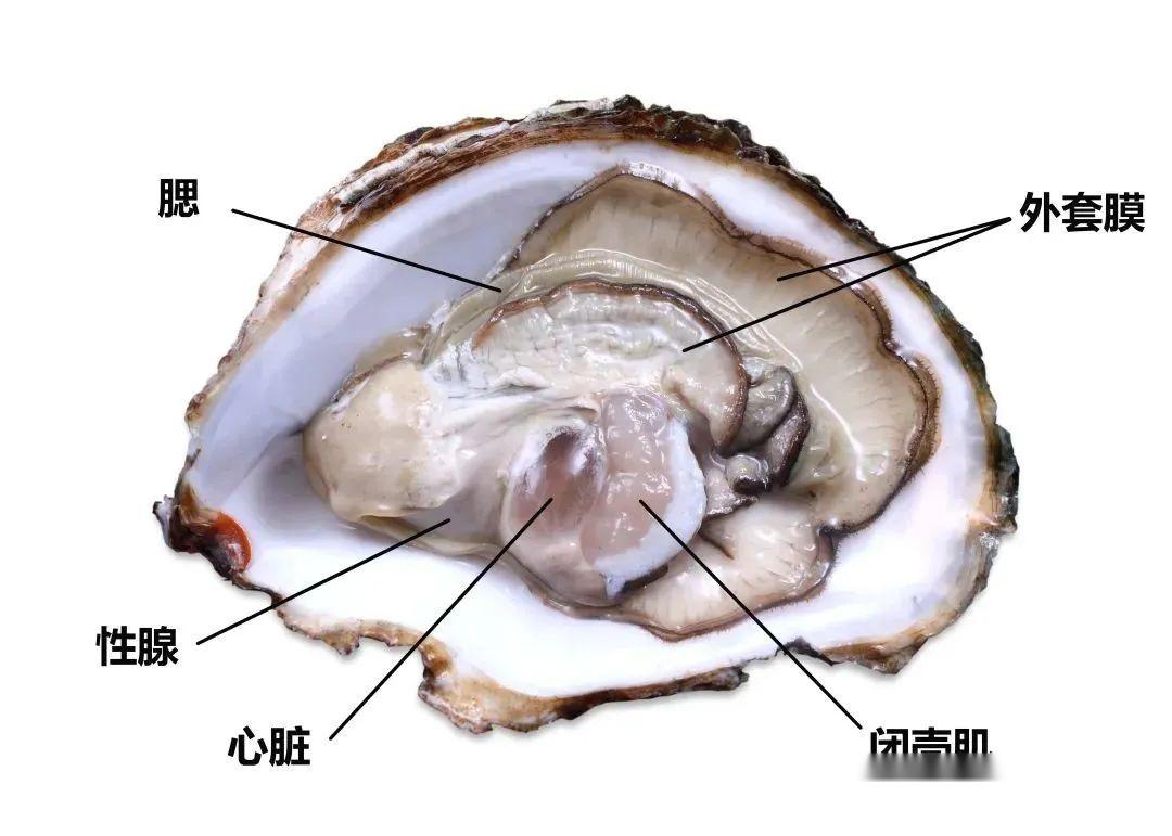 当然了,你吃的牡蛎可能根本就分辨不出雌雄,首先因为你技术不行,其次