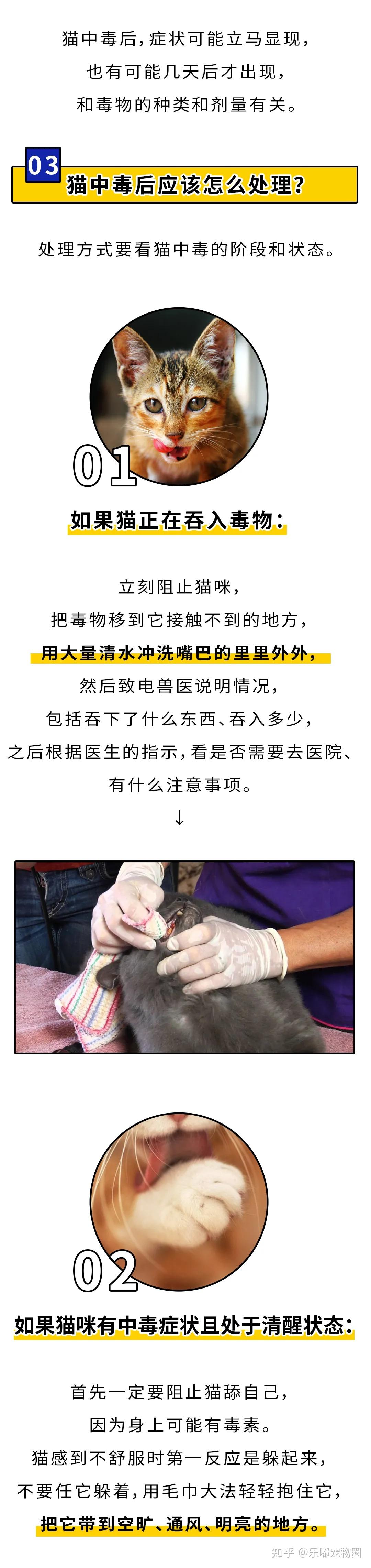 这种网红灯，差点害死我家猫！”|猫中毒急救手册- 知乎