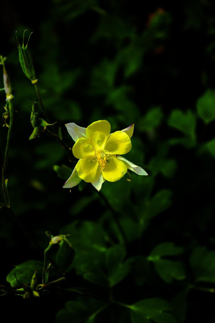 2. 浪漫观叶植物
