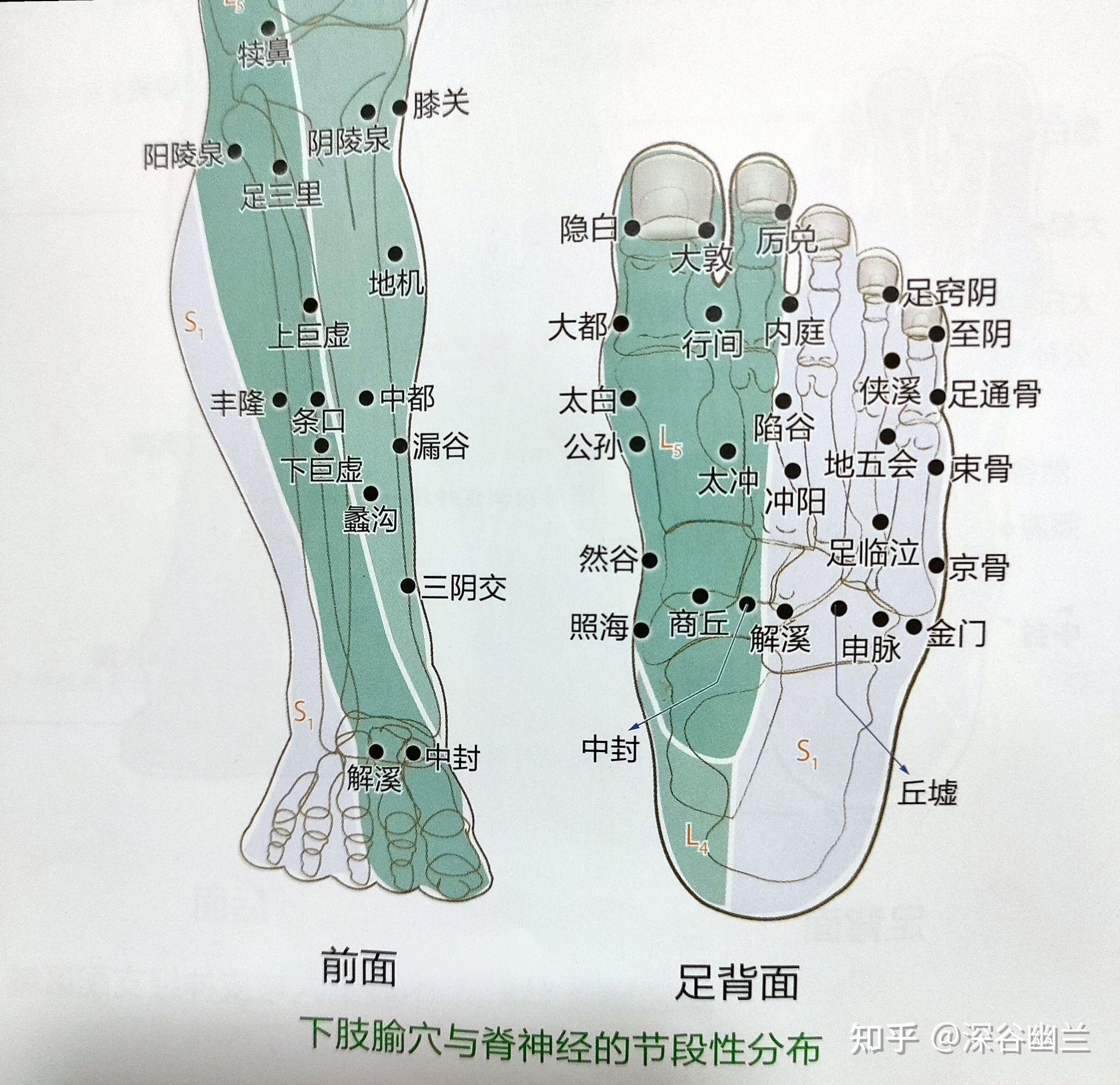 361个腧穴精准位置(186～192)