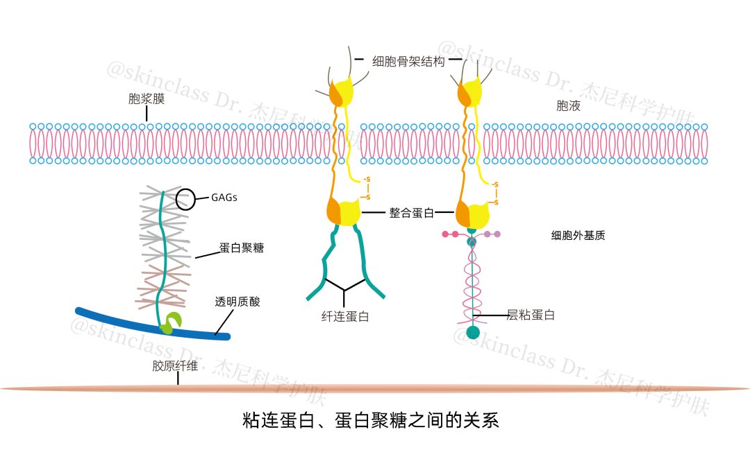 你所不知道的细胞外基质(ecm) - 知乎