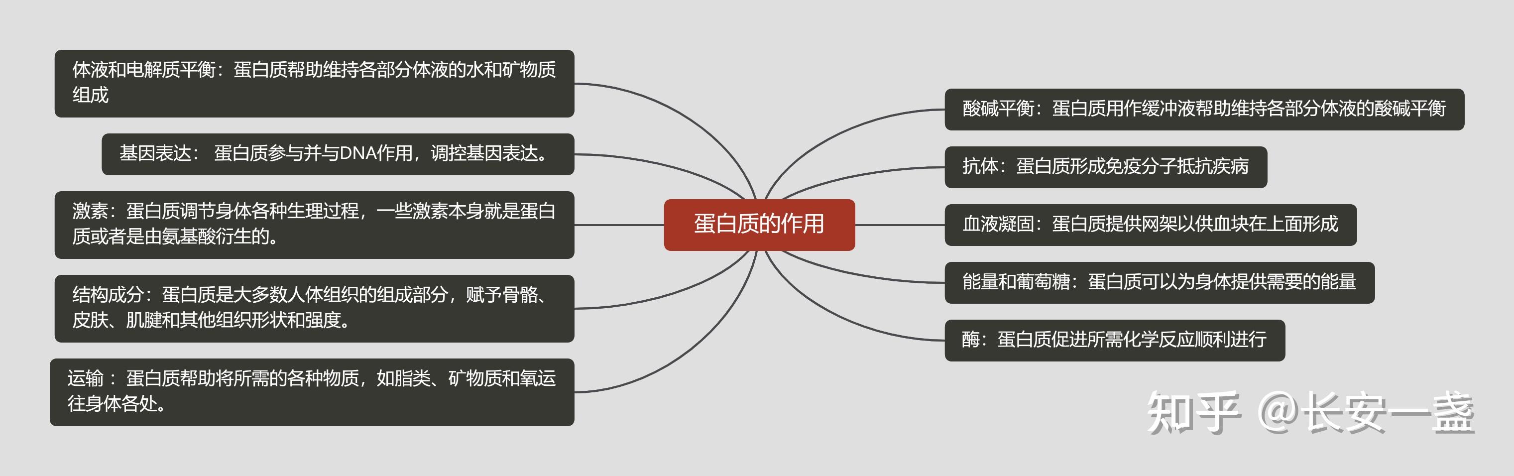 蛋白质的重要性和作用