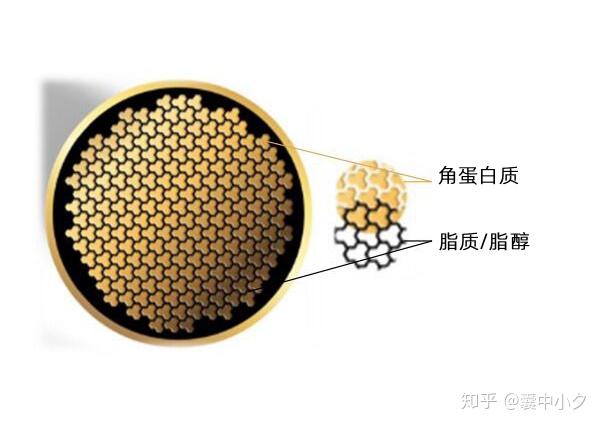 其中黄色部分是角蛋白质(砖头),黑色部分是脂质/脂醇(水泥).