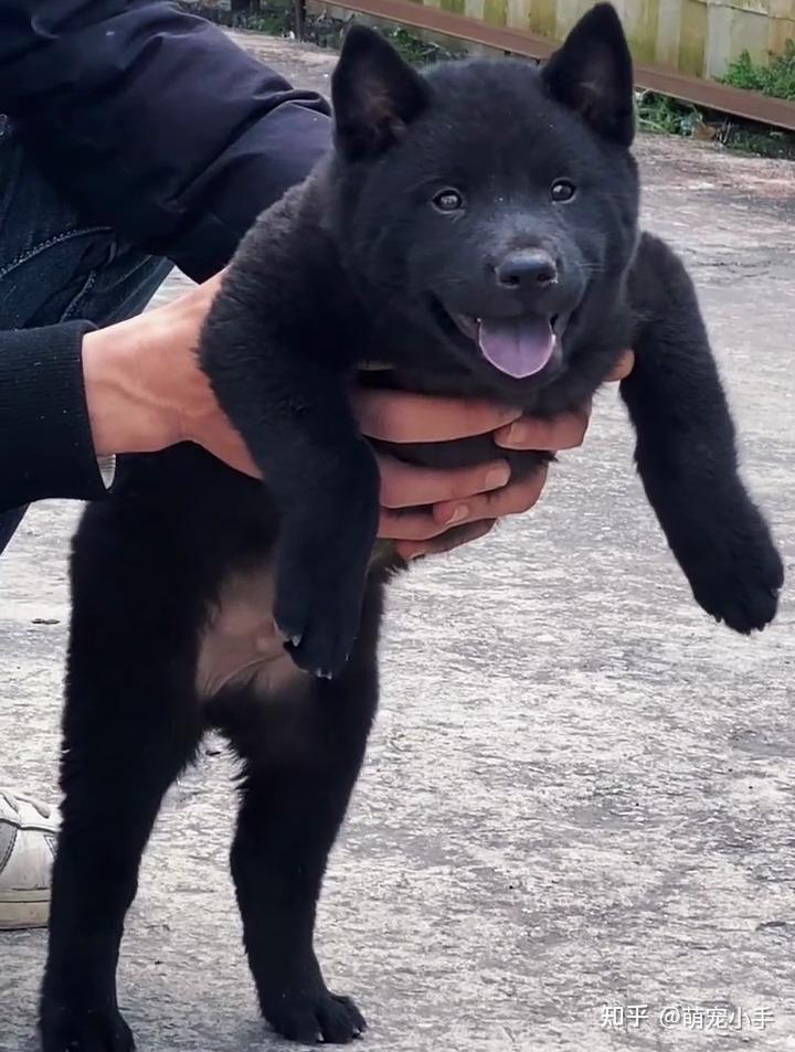 4,忠诚又护主作为中华田园犬的一种,五黑犬的适应能力