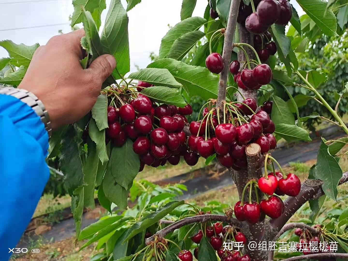 kgb樱桃树形矮化樱桃树苗俄罗斯8号樱桃品种晚熟樱桃品种介绍车厘子