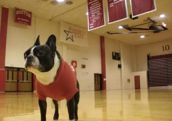 bu的吉祥物是波士顿独有的犬种 —波士顿梗,是一种诞生于波士顿的斗牛