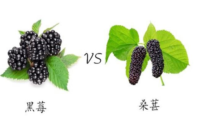 黑莓小镇 很多人分不清黑莓与桑葚,那就来看看黑莓和桑葚的区别栽 