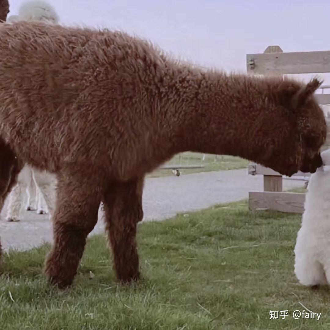 有没有一些羊驼的情侣头像