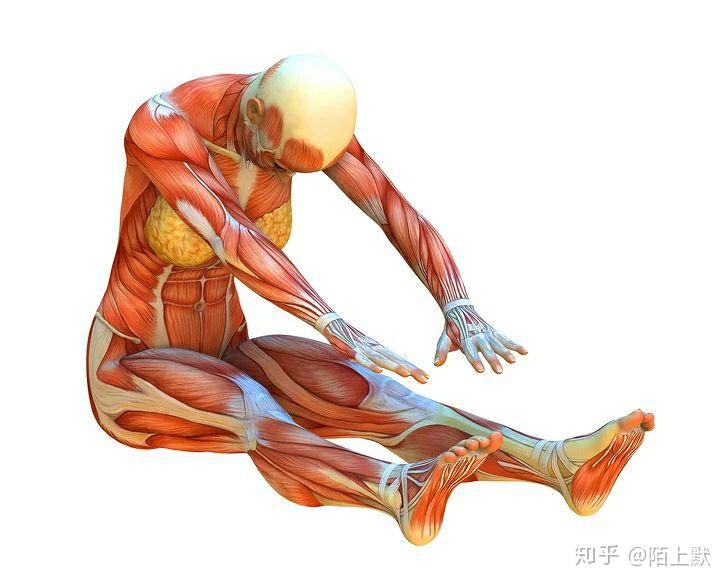 pnf"收缩/放松"拉伸技术指南