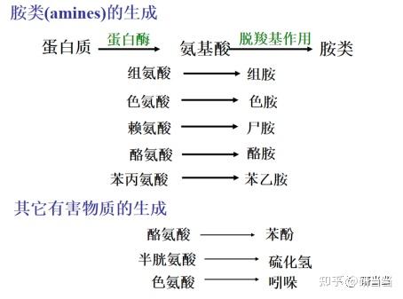 一.蛋白质的降解