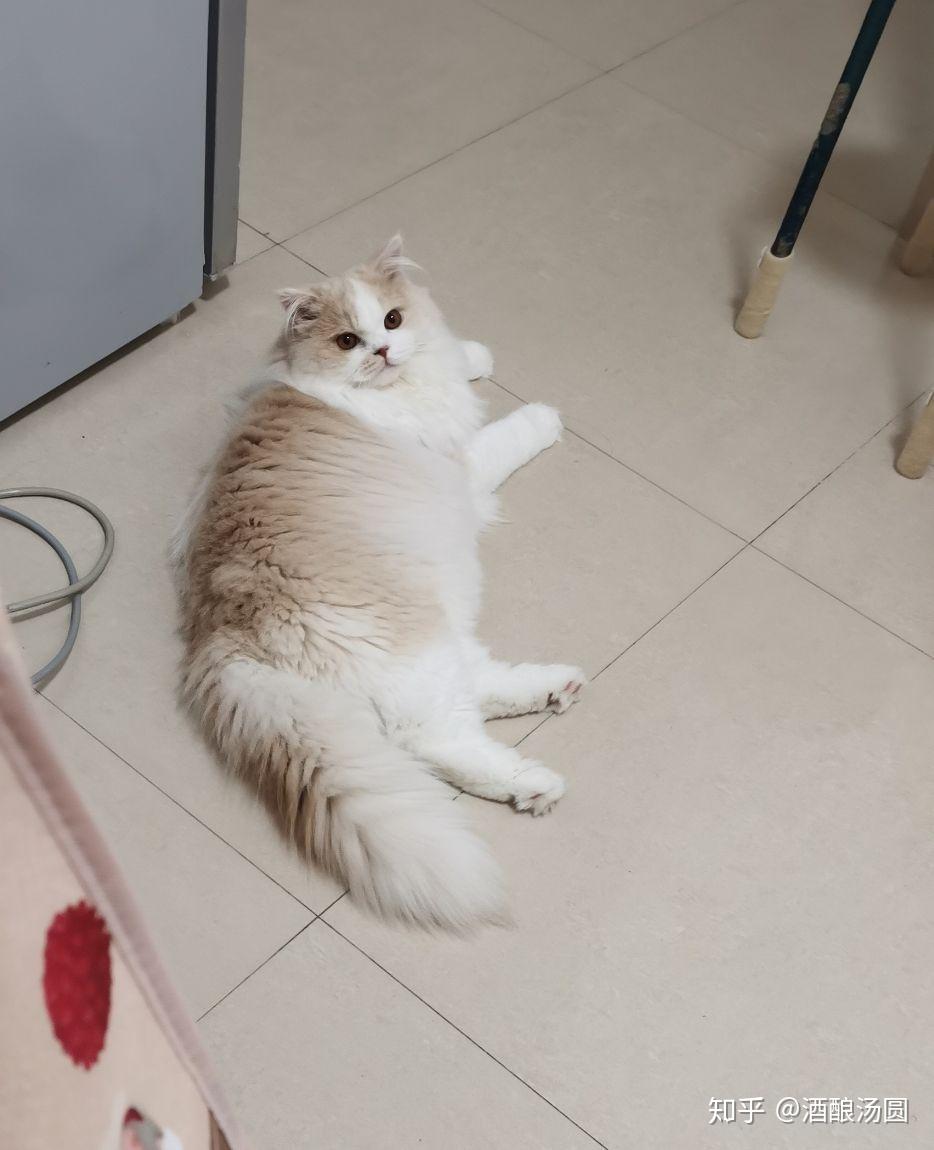 朋友们 帮我鉴定下这只乳白高地是尴尬期还是串? - 知乎