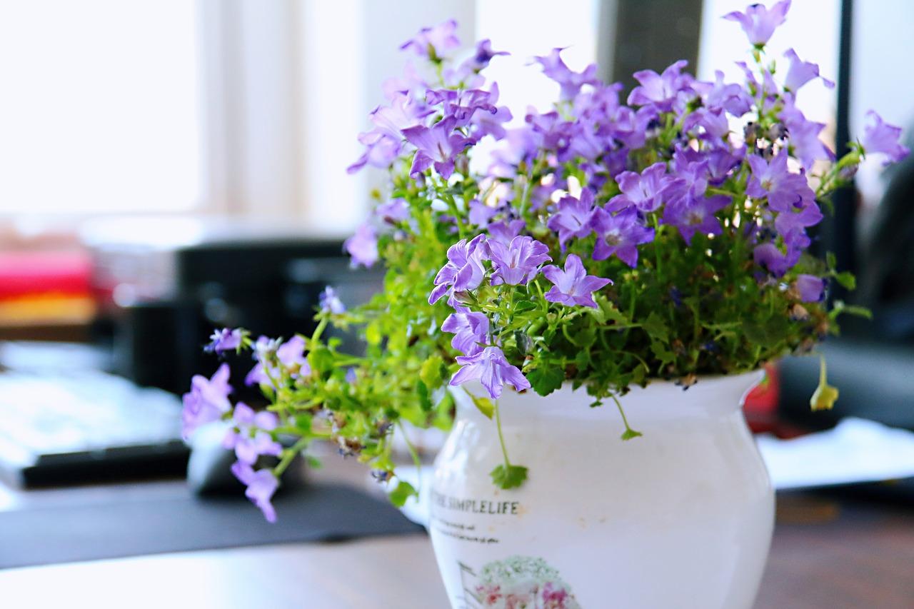 红梅如何种植方法