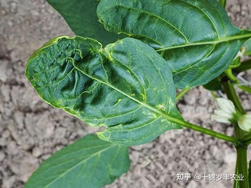 辣椒卷叶病元凶之一蓟马的防治措施