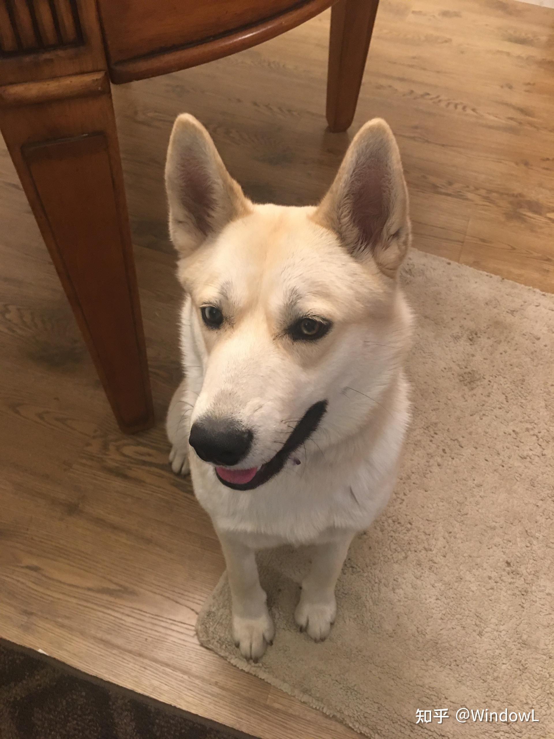 你见过哪些特别漂亮可爱的混血狗狗