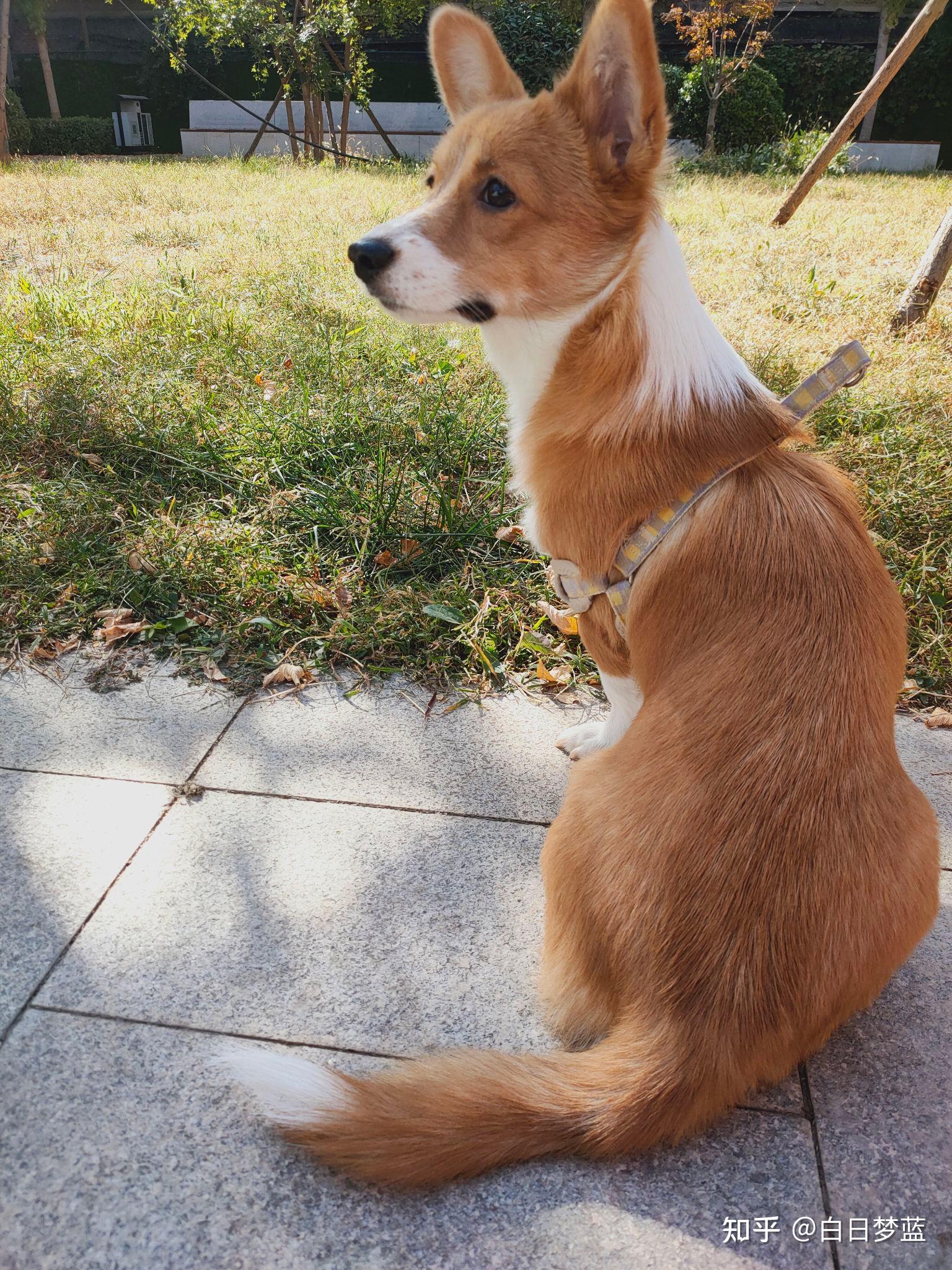 你见过最好看的串串狗是什么样子? - 知乎