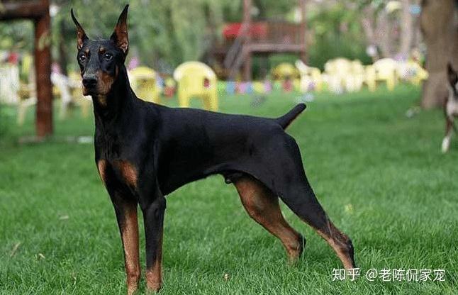 看家护院小能手最优秀的8种护卫犬你家有吗