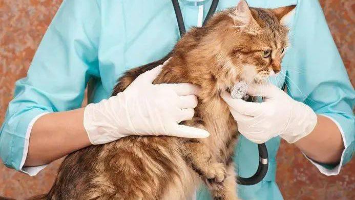 猫正常的心跳和呼吸频率范围和测量方法 知乎 猫正常的心跳和呼吸频率范围和测量方法 知乎