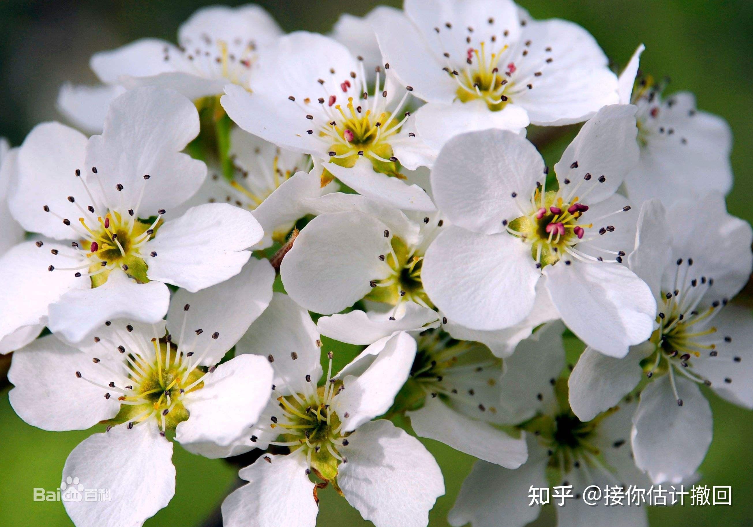 植物識別丨如何區別桃花杏花李花櫻花和梨花