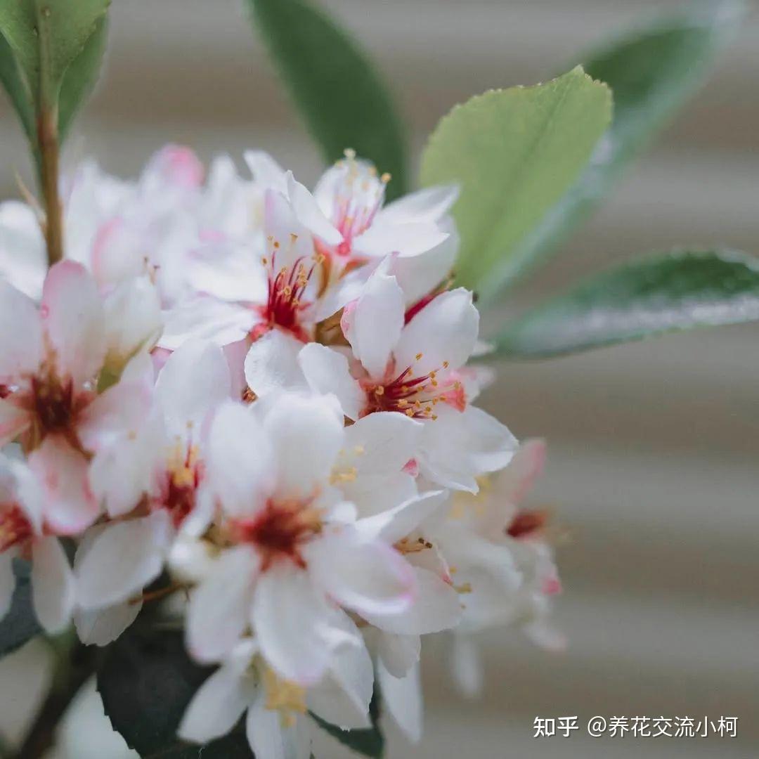 海岛春花养护指南,如何养成每年开花的盆栽灌木 - 知乎