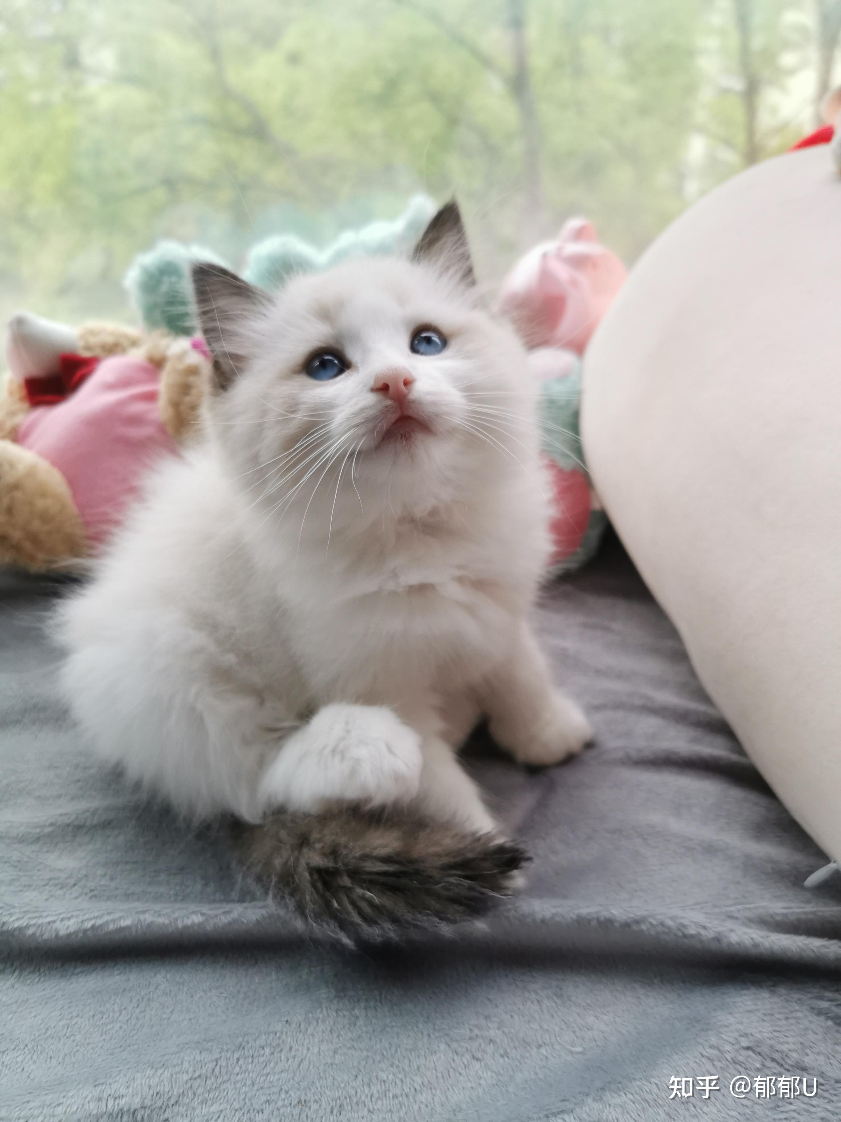 一千来块钱的布偶猫好养吗
