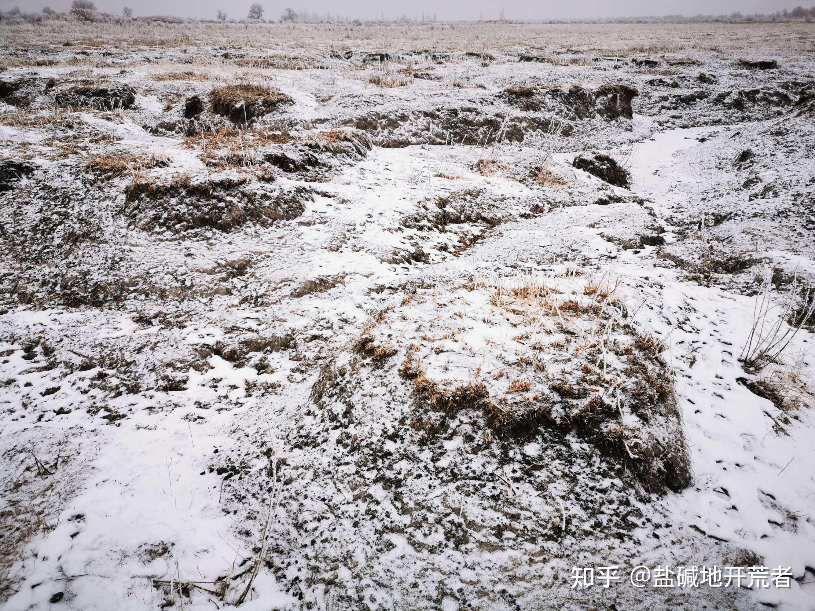 新疆盐碱地盐适合种什么,南疆盐碱地怎么改良,北疆盐碱地适合种什么? - 知乎