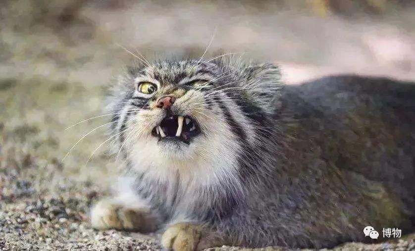 兔狲不发威,你就当它是橘猫? - 知乎