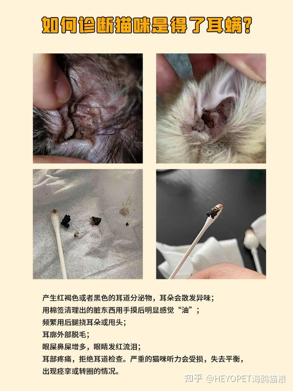 猫咪去耳螨攻略 - 知乎
