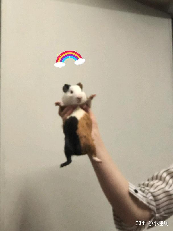 下午时路边的草可以给豚鼠吃吗?