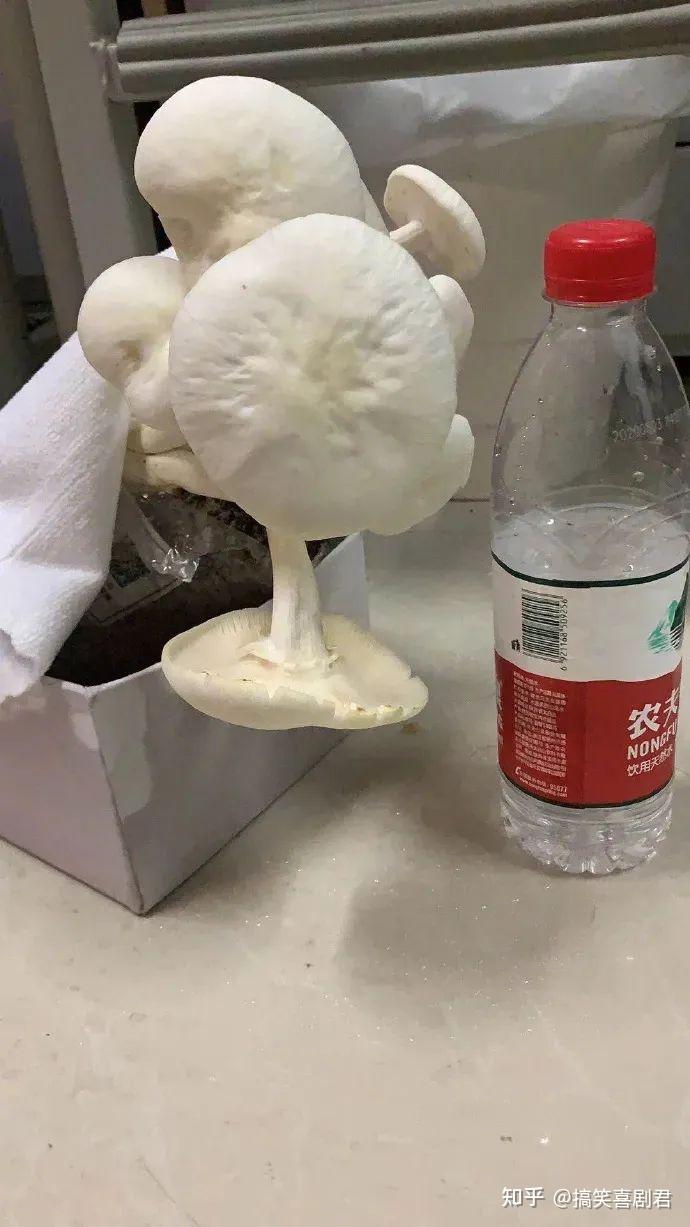 哈哈哈哈哈哈哈哈哈哈哈网购让你意想不到金针菇秒变"金伞菇"搞笑喜剧