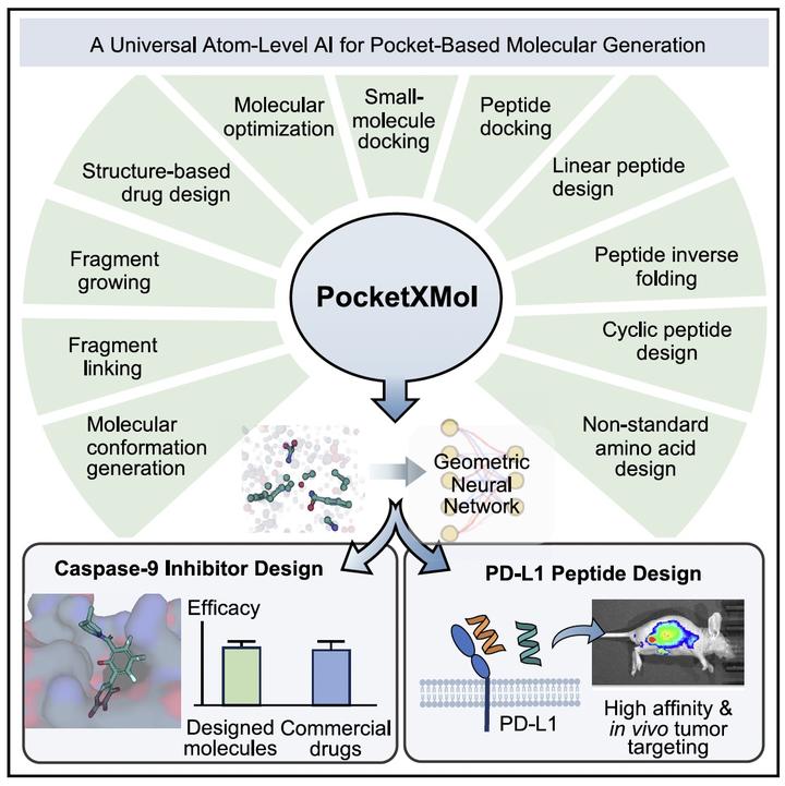 Cell | AI重构原子级生成框架，清华马剑竹团队用PocketXMol实现小分子与多肽统一设计 - 知乎