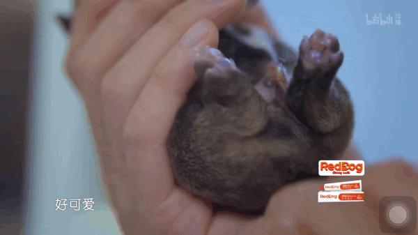 b站宠物医院又双叒叕开播啦