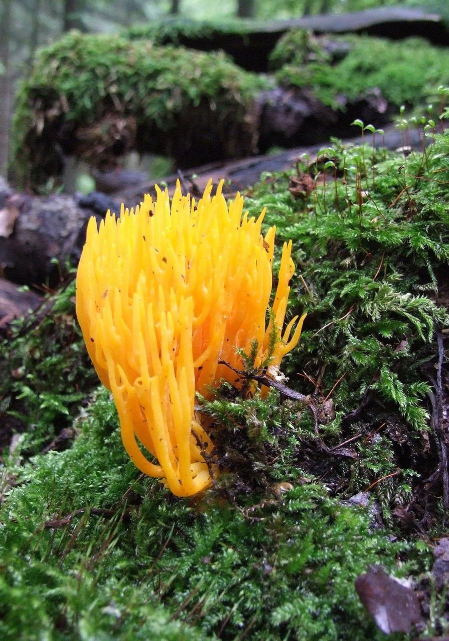 松密度多少为好