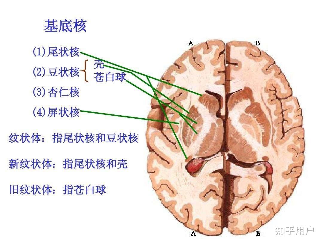 屏状核解剖图图片