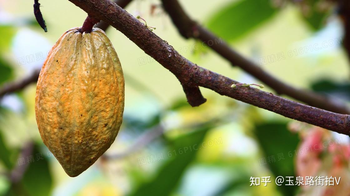 可可果的营养价值如何？ - 知乎